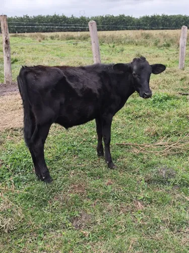 Bezerro mamando a venda