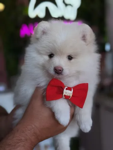 Spitz Alemão !!! O presente q emociona