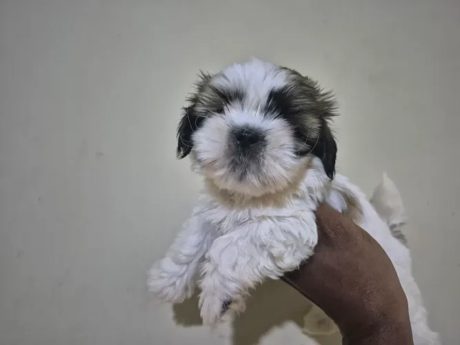 Lindos machinhos de shih tzu