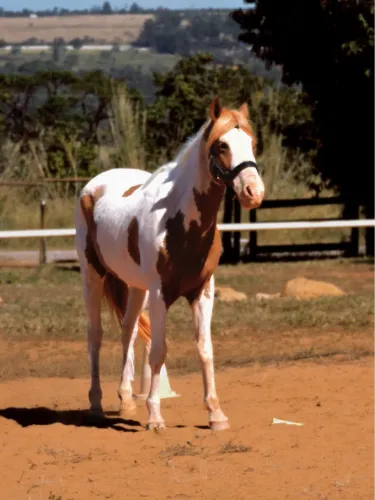 Cavalo paint horse