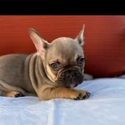Bulldog Francês,Bulldog Francês Filhote Estrutura Perfeita Disponível