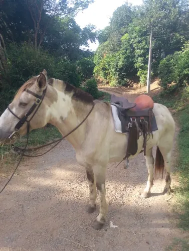 Vendo cavalo Pampa d'água 3.000,00