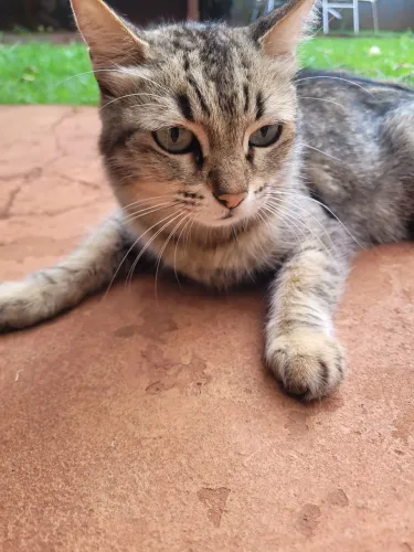 Gata para adoção
