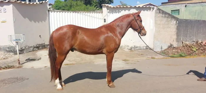 Vende- se cavalo