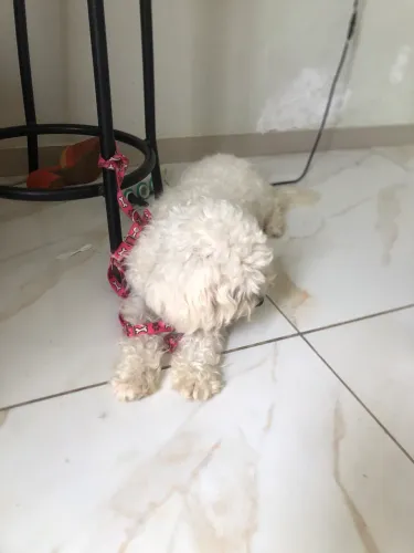 Cachorro 