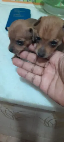 Lindos filhos de  Pinscher  número.  0. Três  machos  e uma fêmea. 