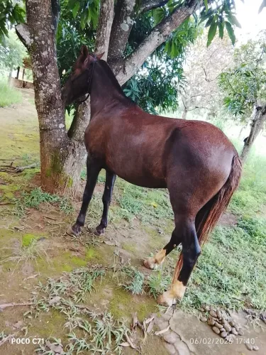 Vende-se ou troco cavalo em moto de leilão 