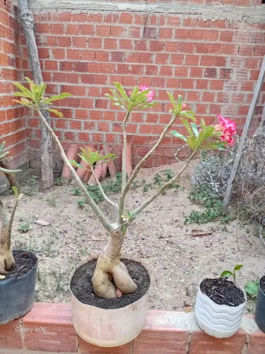 Rosa