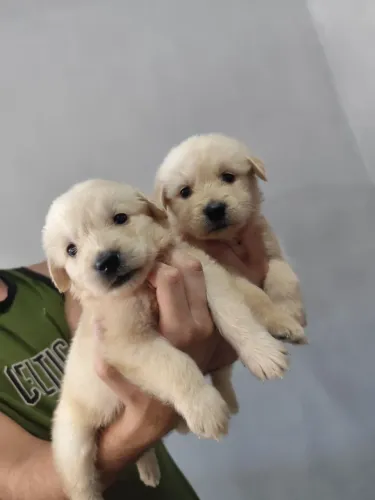 Filhote de golden Retriever 