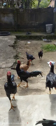 Vendo frangos, galinha e galo