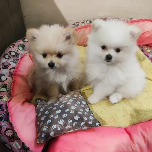 Spitz Alemão Filhote