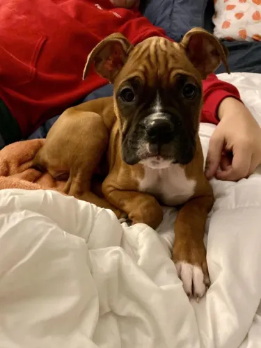 Filhotes De Boxer - Quem Resiste A Esse Olhar Carinhoso 
