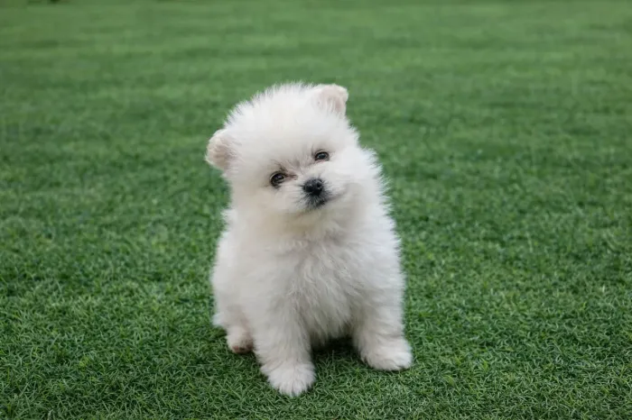 SPITZ ALEMÃO / LULU DA POMERANIA FILHOTES.