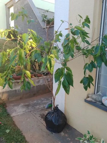 Frutífera Amora Branca