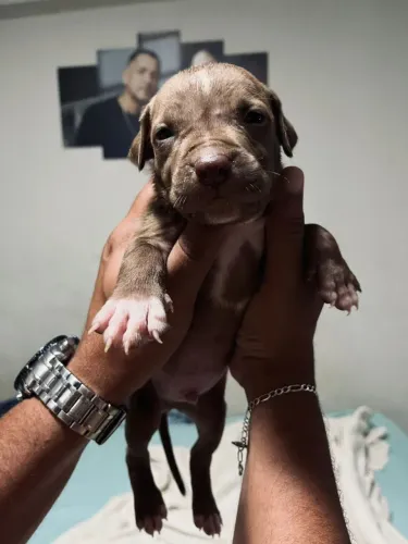 Lindos filhotes de Pitbull disponível para venda