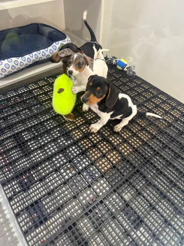 Salsicha Dachshund 