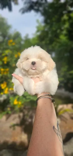 Shih-tzu branco e areia - Excelente cia