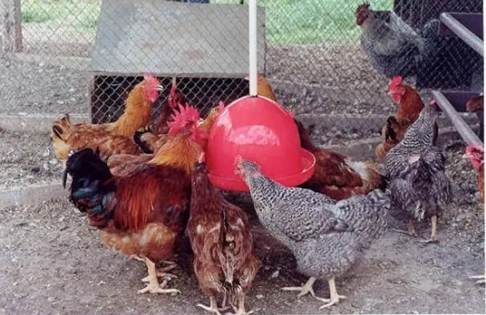 Frangos e ovos caipira