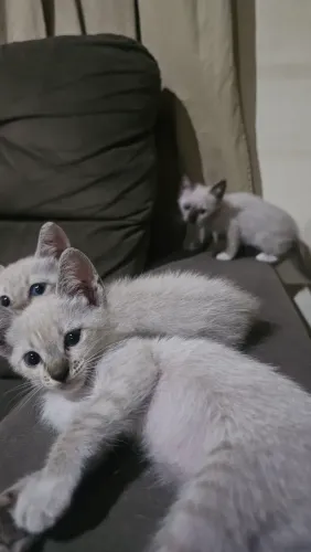 4 lindos filhotes de gato para adoção responsável!