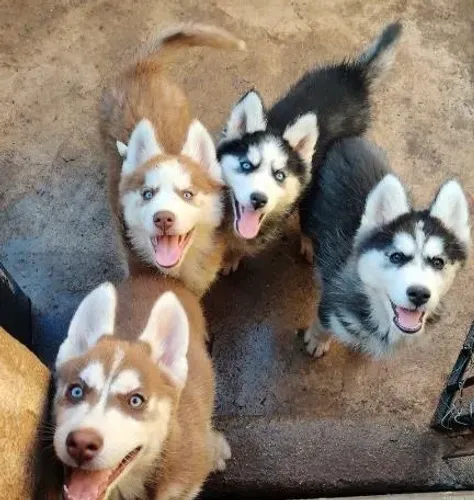 DOAÇÃO DE HUSKY SIBERIANO 