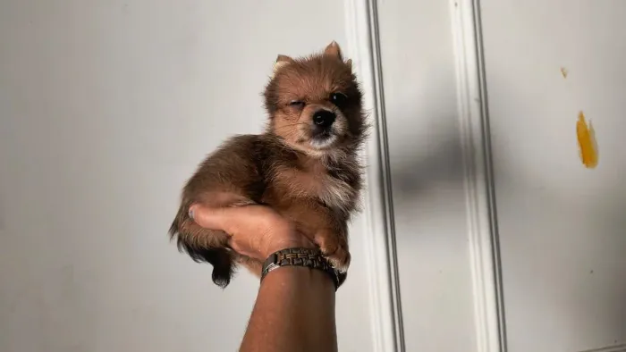 Disponível filhote de Lulu da Pomerânia com yorkshire