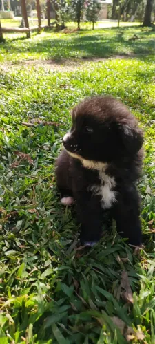 Spitz alemão Preto e Branco 