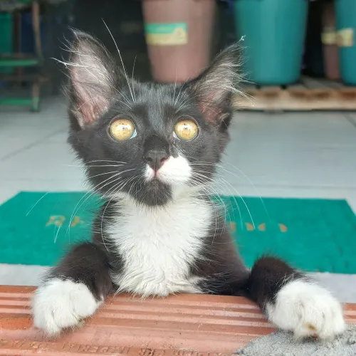 Gatinha para adoção