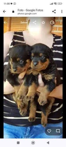 Rottweiler macho e fêmea disponíveis 