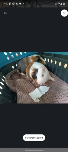 vendo porquinhos da índia de 5 meses