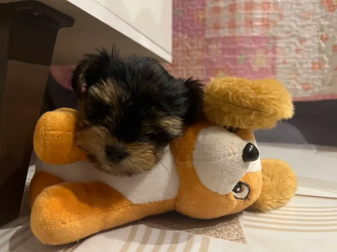 Vendo Filhote de Yorkshire mini Fêmea 