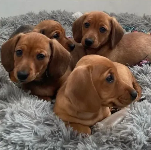 Basset Filhotes - Salsicha - Alto Padrão 