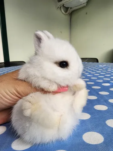 Criador de Mini Coelhos em  Florianópolis  e Região 