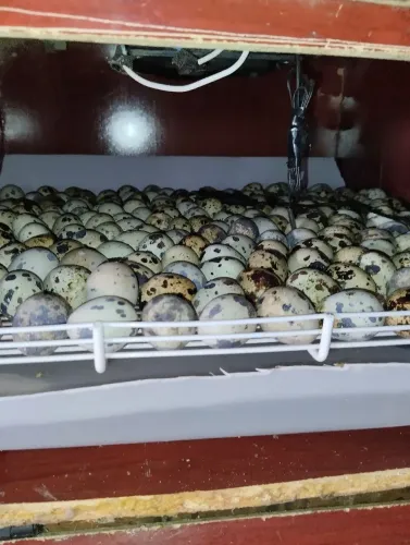 Ovos de codorna férteis