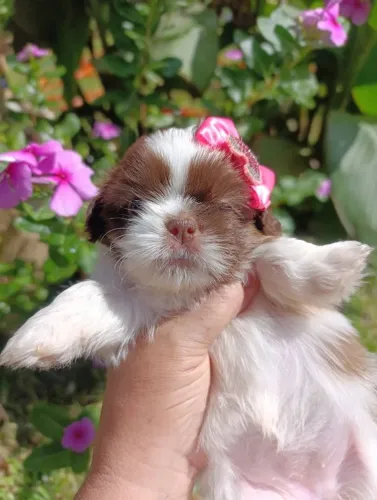 Shihtzu