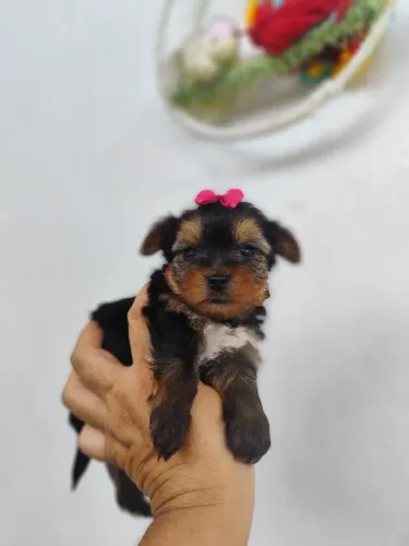 Yorkshire micro