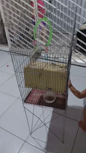 Vendo viveiro ideal pra Calopisita e passarinho 