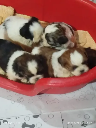Vendas