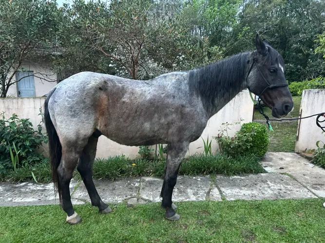 Cavalo QM