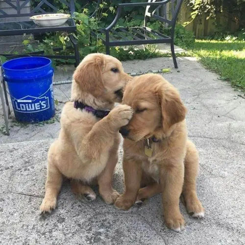 Filhote Golden Retriever, Nada como um filhotinho para iluminar seu dia!