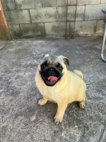 VENDO PUG
