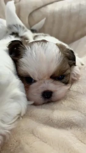 Filhote SHIHTZU FÊMEA