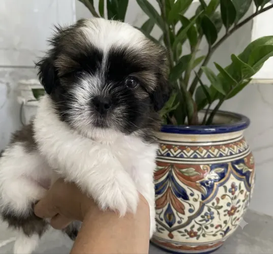 Shihtzu machos
