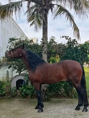 Vendo Garanhao mangalarga marcha picada Genuína 80 mil