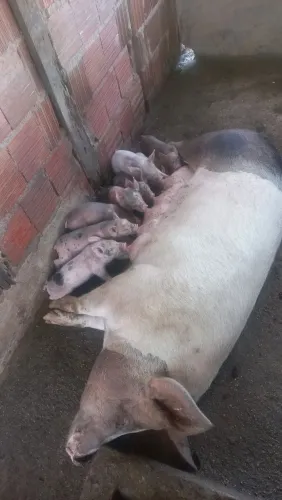 Vendo 2 matriz com 16 Leitões