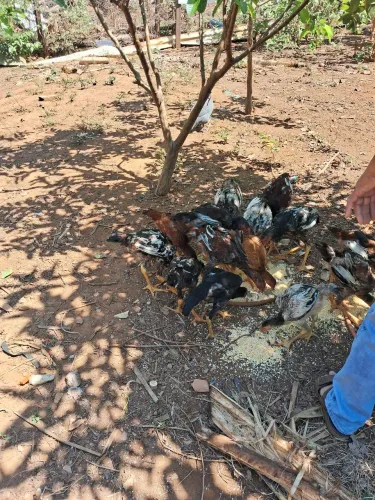Frangos caipira