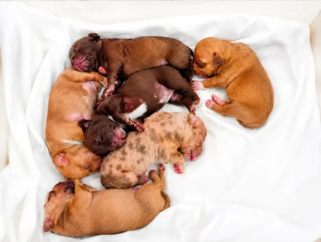 Chachorros Pitt bull