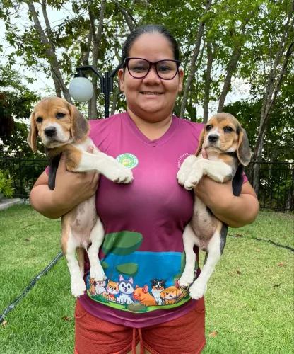 Filhotes Beagles com Pedigree