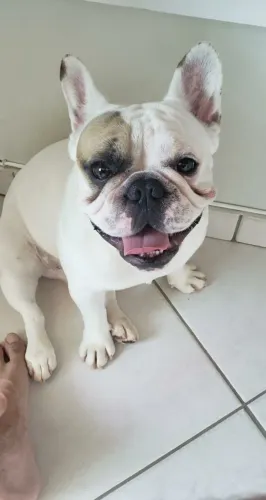 Buldogue Francês