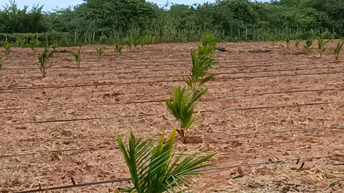 Fazenda com 25 hectares na região de Touros