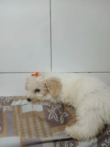 Vende se Poodle toy